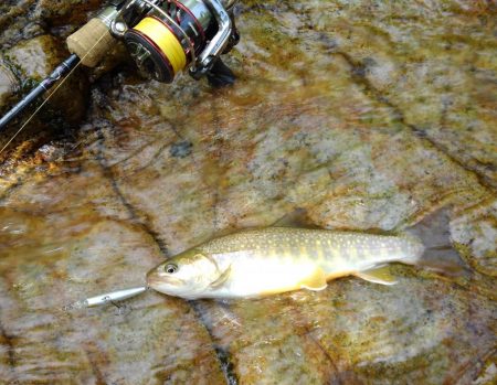 真夏のイワナ釣り